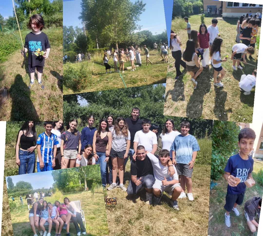 LECHUGAS_HUERTO_26_2